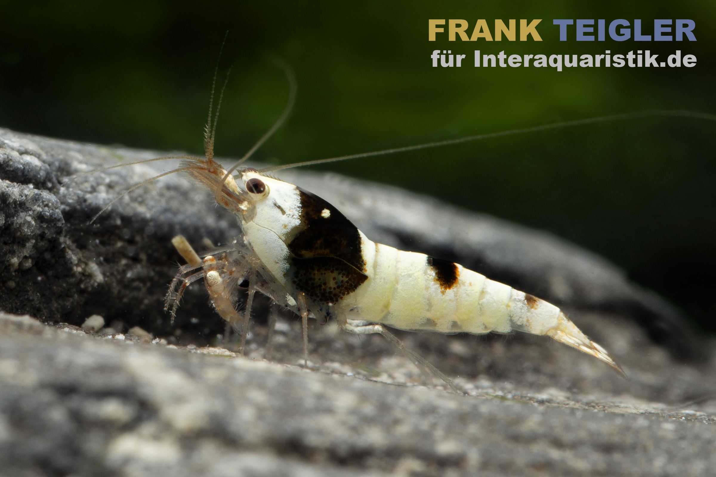 Pure Black Line Garnele, Grade A-S Mix, Caridina logemanni